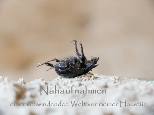 Neetzendorf Kobernuss Nahaufnahmen Stierkaefer